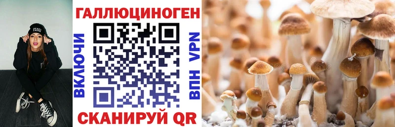 блэк спрут как зайти  Борзя  Псилоцибиновые грибы Psilocybe 